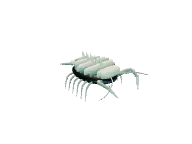 Bone Isopod: Ground / shard fan. Snapshot of the game's 3D model.